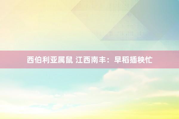 西伯利亚属鼠 江西南丰：早稻插秧忙